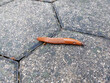red brown slug on tile - terrestrial gastropod mollusc