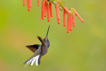 Wall Mural - White-tailed Hillstar (Urochroa bougueri) Ecuador