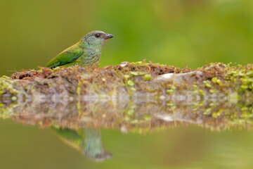 Wall Mural - Black-capped Tanager (Tangara heinei) Female, Ecuador