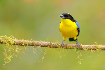 Wall Mural - Blue-winged Mountain Tanager (Anisognathus somptuosus) Ecuador