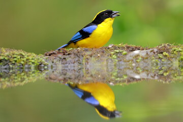 Wall Mural - Blue-winged Mountain Tanager (Anisognathus somptuosus) Ecuador