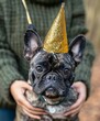 Small Dog Wearing Gold Party Hat