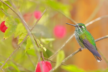 Wall Mural - Booted racket-tail, Female (Ocreatus underwoodii) Ecuador