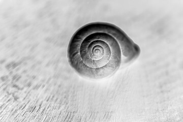 seashell on black, nacka,sverige,sweden, Mats