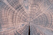 Growth rings and cracks in charred yew tree slice. Tree trunk cross section structure