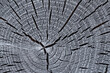 Tree trunk structure. Charred acacia cross section. Natural pattern
