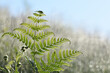 Young fern leaves in the forest. Beautiful morning light. Blurred background.
