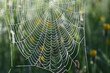 Spider web on the grass. Blurred background.
