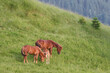 Three red horses graze on the hillside. Use of horses for rural work.