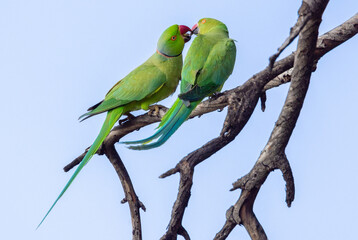 Wall Mural - green winged macaw