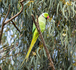 Wall Mural - yellow and green parrot