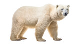 Fototapeta Zwierzęta - polar bear isolated on transparent background cutout