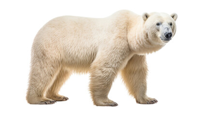 Canvas Print - polar bear isolated on transparent background cutout