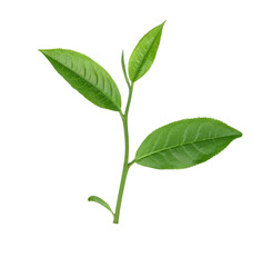 Wall Mural - green tea leaf isolated on transparent png