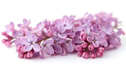 Wall Mural - Lilac flowers on white surface