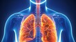 Discuss the functions of the respiratory system and how air travels through it