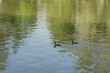 Great chested grebe family in pond in summer