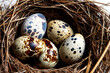 quail nest. small spotted quail eggs lie in a nest of twigs, close-up. animals and nature concept