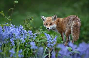 Wall Mural - Portrait of a red fox amongst bluebells in spring