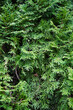 background of thuja branches , close up