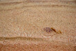 透明な海の水と、砂の上にいるクラゲの写真