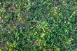 Bloom clovers in grass, top view. Clover background for publication, design, poster, calendar, post, screensaver, wallpaper, cover, website. High quality photo