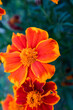 Orange marigold flowers, top view. Tagetes. Background from bright french marigolds for publication, poster, calendar, post, screensaver, wallpaper, cover, website. High quality photo