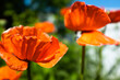 Poppy flowers on blurred green background for publication, design, poster, calendar, post, screensaver, wallpaper, postcard, banner, cover, website. High quality photo