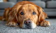 © Vadim - Golden retriever lays on the floor looking at the camera