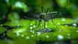 A mosquito is standing on a green leaf in a puddle of water