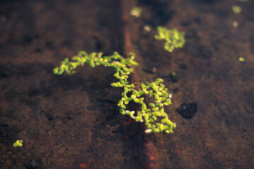 lemna minor,emna minor flowers are very rare, about 1mm in size, without perianth, only 2 pistils an