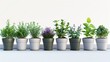 © AnuStudio - A row of potted plants with different types of herbs and flowers