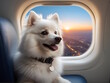 White dog sits in an airplane seat, near the window, enjoying the flight