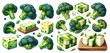 Set of broccoli vegetable illustration.