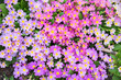 flower carpet with pink blooming primulas, top view
