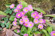 group of pink primula blossoms at forest ground