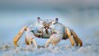 An Atlantic Ghost Crab spotted on Assateague Island National Seashore Maryland