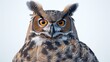A large owl with yellow eyes stares at the camera