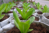 Fototapeta Łazienka - Fresh organic green cos lettuce growing on a natural farm.