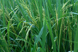 Fototapeta Łazienka - close up of paddy rice