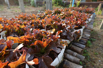 Wall Mural - Fresh organic red oak lettuce growing on a natural farm.