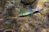 Fototapeta  - Coral fish with common name Forsskal goatfish, scientific name is Parupeneus forskali, it inhabits shallow water near coral reefs. Selective focus on fish, Red Sea, Middle East                        