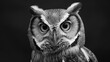 Close-up of a large-eyed monochrome owl