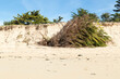 Recul d'une dune suite à  l'érosion marine entrainant la chute des arbres. La Guérinière, Noirmoutier