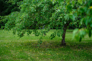 Wall Mural - wild forest trees and branches chaos in summer green day