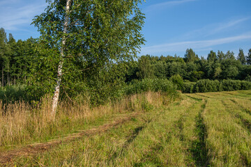 Wall Mural - wild forest trees and branches chaos in summer green day