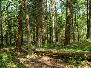 Wall Mural - wild forest trees and branches chaos in summer green day