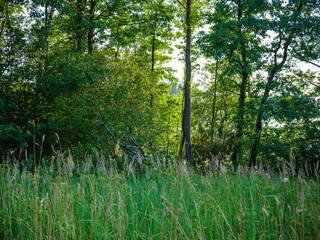 Wall Mural - misty summer morning in countryside