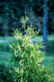 Fototapeta Konie - green fresh summer foliage with blur background
