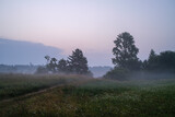 Fototapeta Konie - Early morning mist by the riverside is green summer